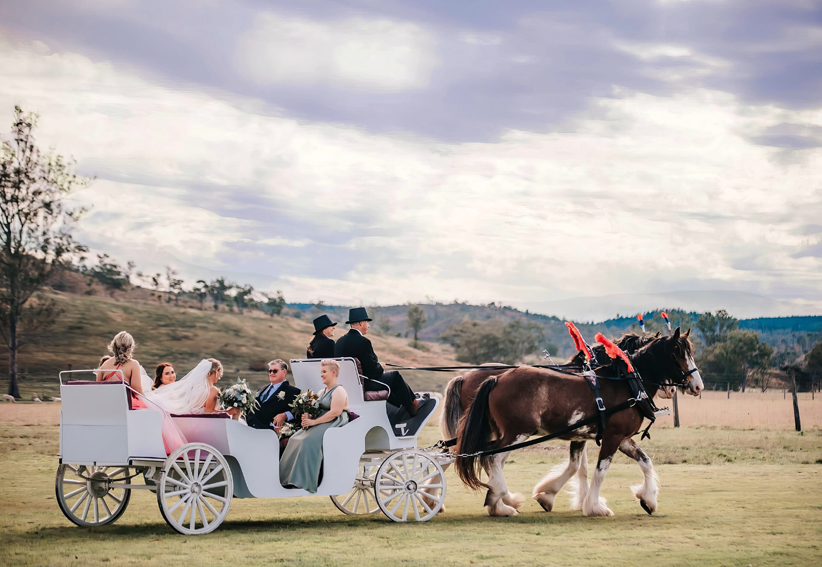 Clydesdale drawn weddings